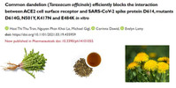 Thumbnail TARAXEROL - BLOCKS SPIKE PROTEIN ( DANDELION EXTRACT )